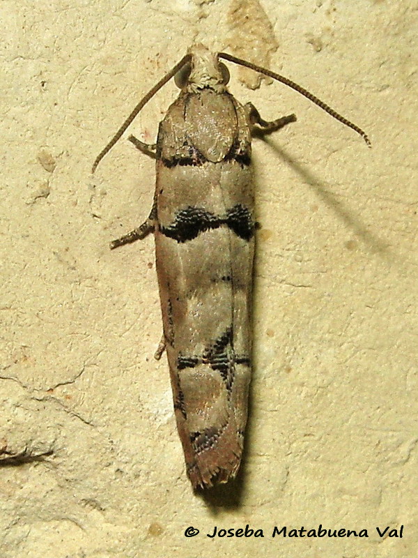 Micro da id - Pseudococcyx tessulatana, Tortricidae